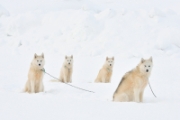 Chiens groenlandais